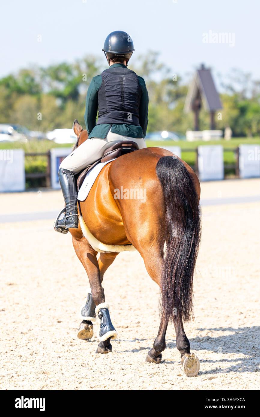 Donna che cavalca un bel cavallo. Jockey sportivo equestre Foto Stock