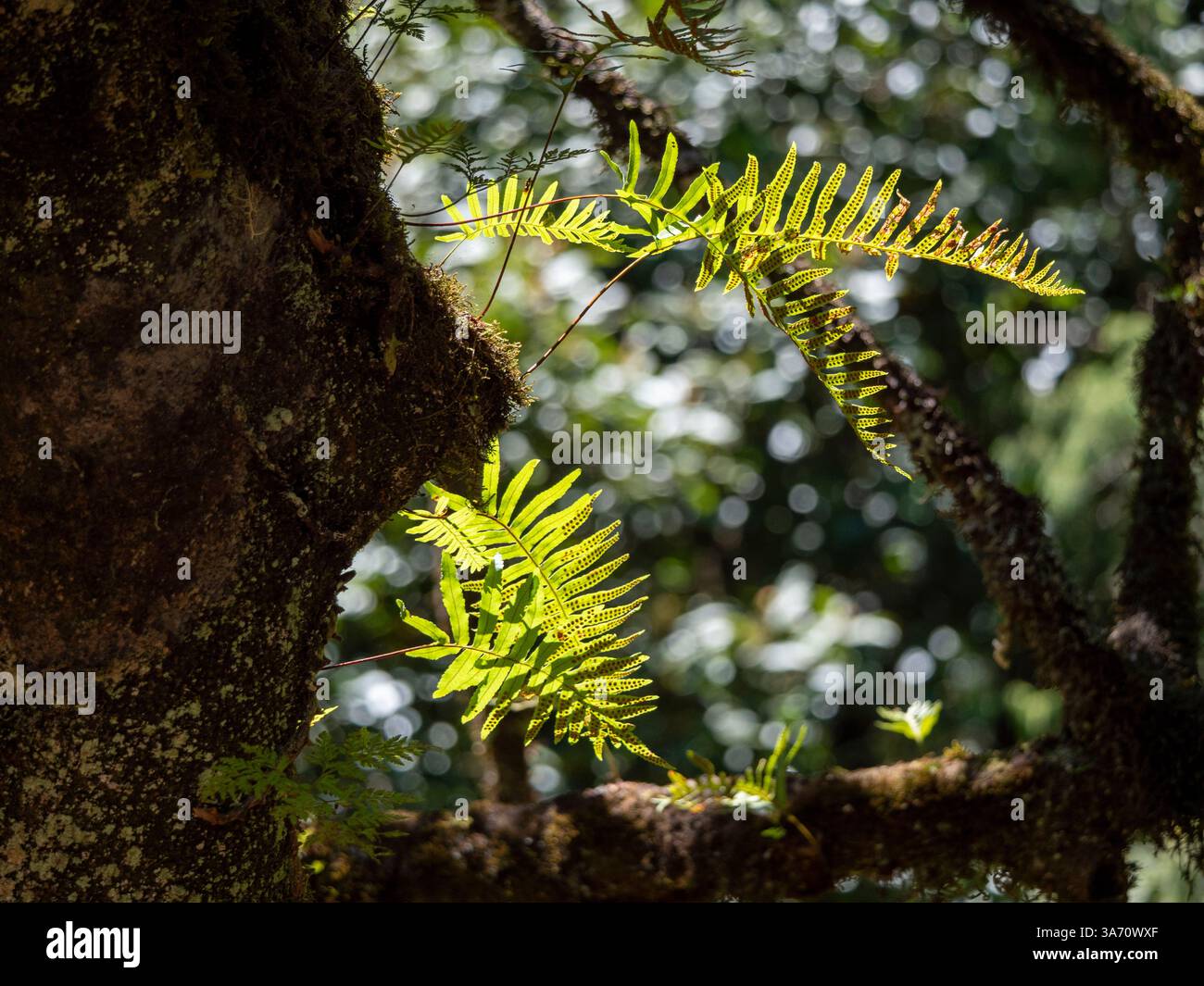 Felce maculata comune (Polypodium vulgare) su un albero di alloro nel Parque Florestal das Queimadas. Il Parque Florestal das Queimadas si trova vicino all'hotel Foto Stock