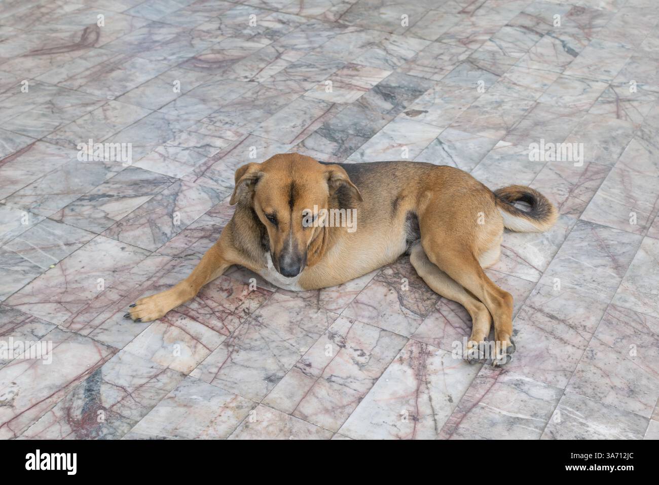 Difetto cane marrone tailandese con tre gambe Foto Stock