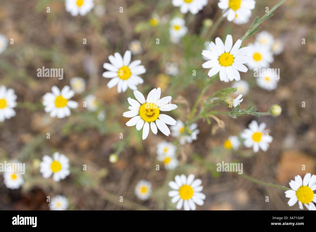 Fiore di margherita con una faccia sorridente dipinta su di esso tra molti altri fiori. Atmosfera positiva, atmosfera gioiosa. Ciao, estate. Relax, divertimento, coccole. E Foto Stock