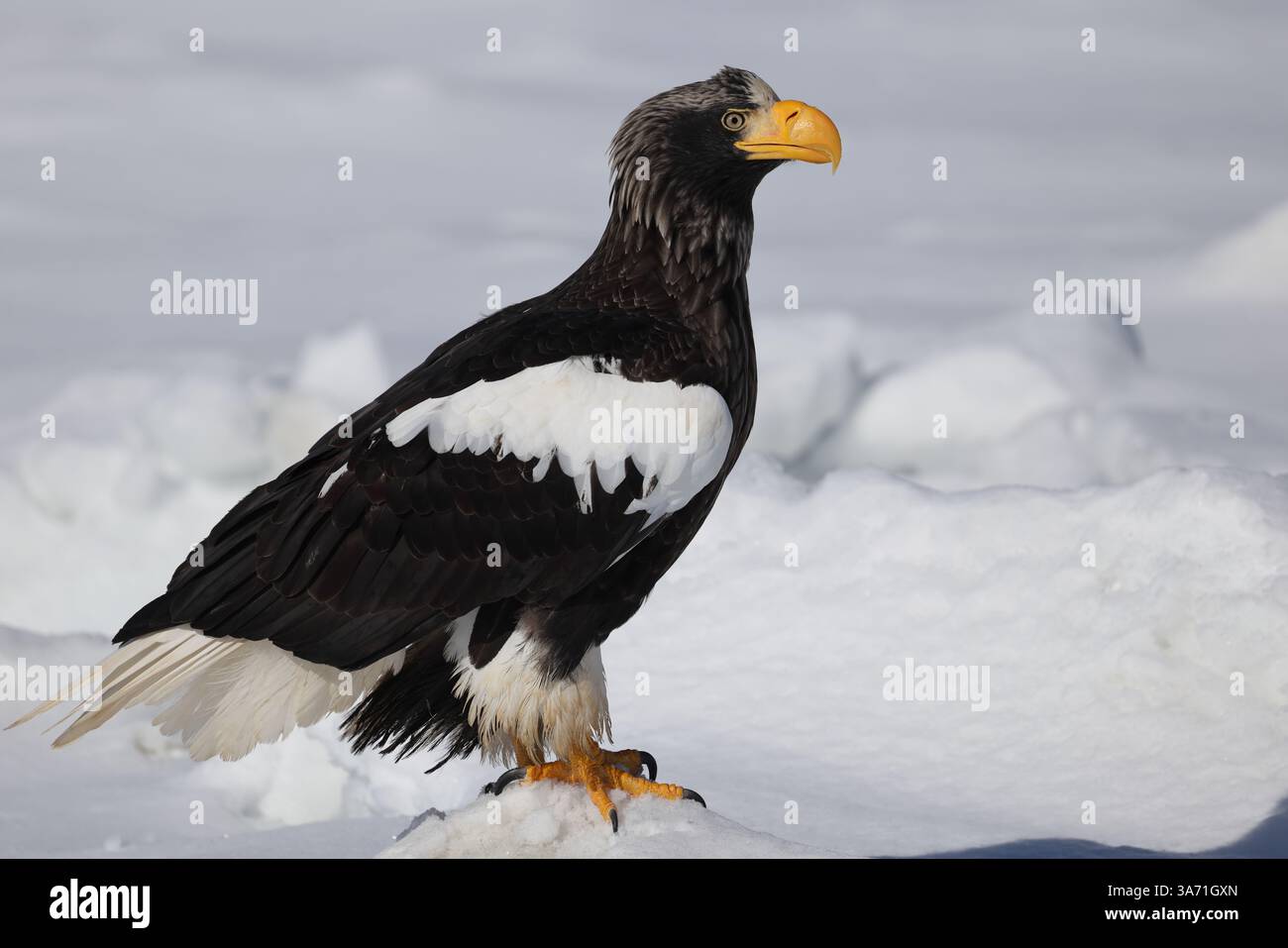 L'aquila di mare di Steller (Haliaeetus pelagicus), nota anche come aquila di mare del Pacifico o aquila dalle spalle bianche Foto Stock
