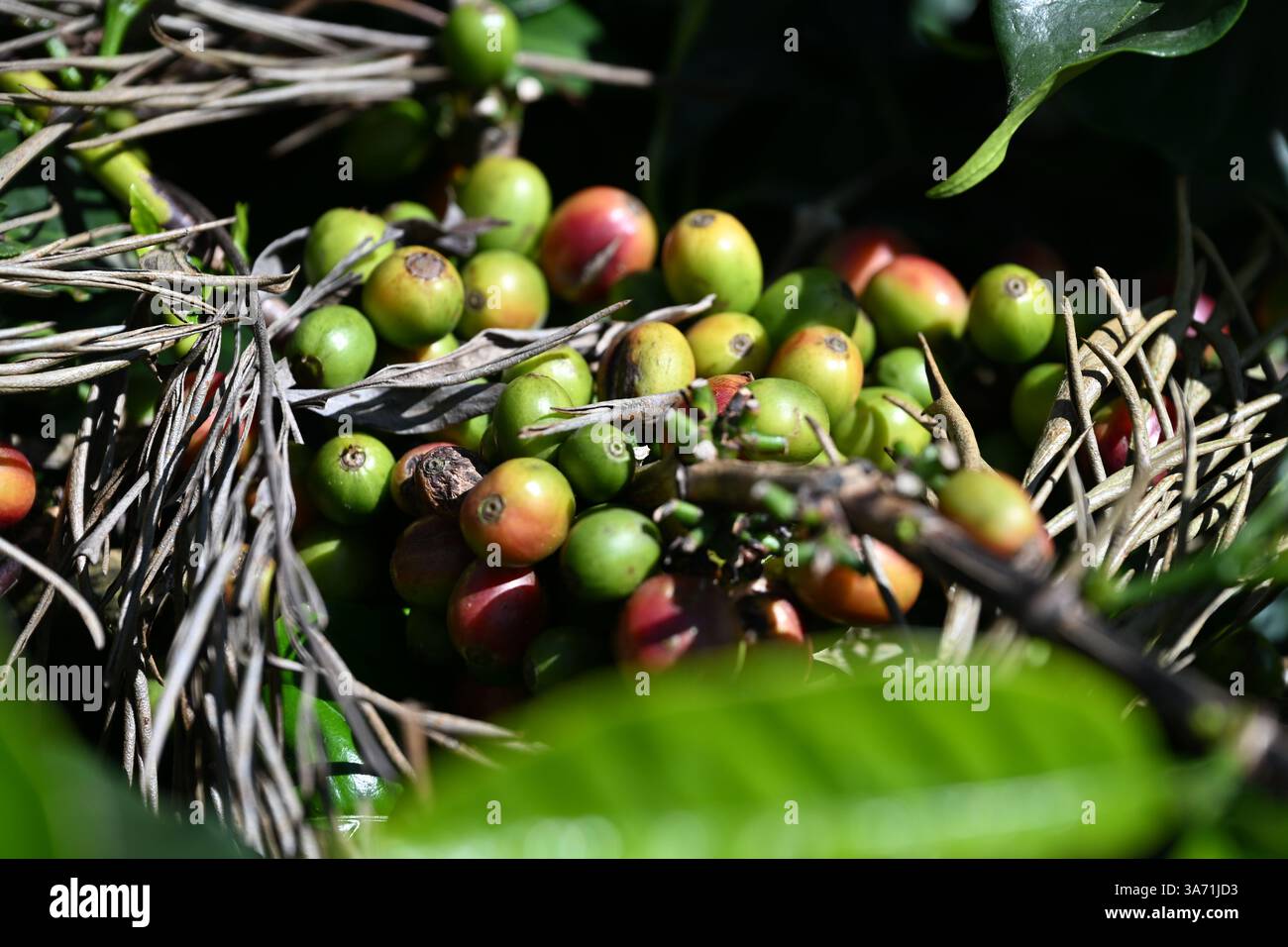 Bacche di caffè nella fabbrica di caffè di Idukki, Kerala, India Foto Stock
