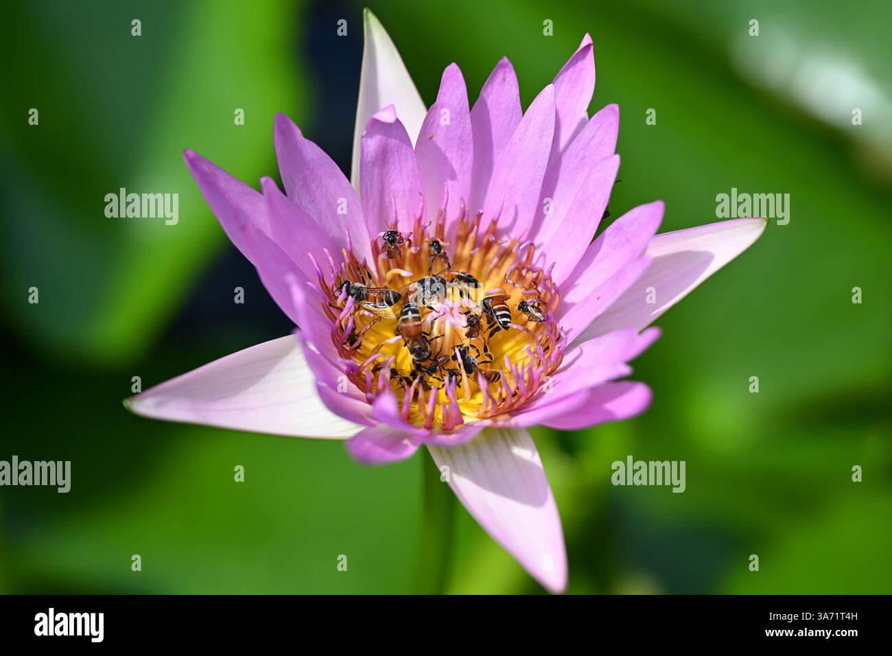 Un fiore di loto rosa, con api che raccolgono polline, sorge sopra la superficie dell'acqua in mezzo a lussureggianti foglie verdi a Bangkok, Thailandia, Sud-Est asiatico Foto Stock