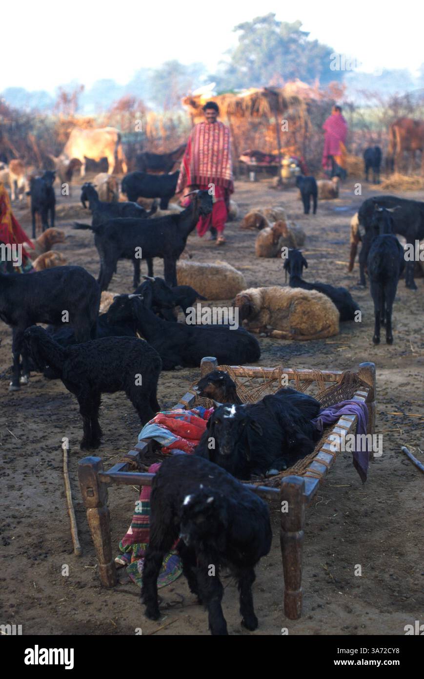 1 GENNAIO 2011 - IL GREGGE DI ANIMALI IN UNA FREDDA MATTINA PRESTO. QUI, NEL VILLAGGIO DI RUN, NELLA CAMPAGNA DELLO STATO DI GUJURAT, A CIRCA 60 KM A SUD DI AHMEDABAD. QUESTO VILLAGGIO OSPITA, ANCHE SE ALCUNI DORMONO SOTTO LE STELLE, UN TRADIZIONALE POPOLO NOMADE DI PASTORI CHE A CAUSA DELLA MANCANZA DI PASCOLI PER IL LORO BESTIAME SONO DIVENTATI PIÙ INSEDIATI..K32132PQ VILLAGGIO DI GUJURATI, INDIA. PAUL QUAYLE/ 2003 (immagine di credito: © Globe Photos/ZUMAPRESS.com) Foto Stock