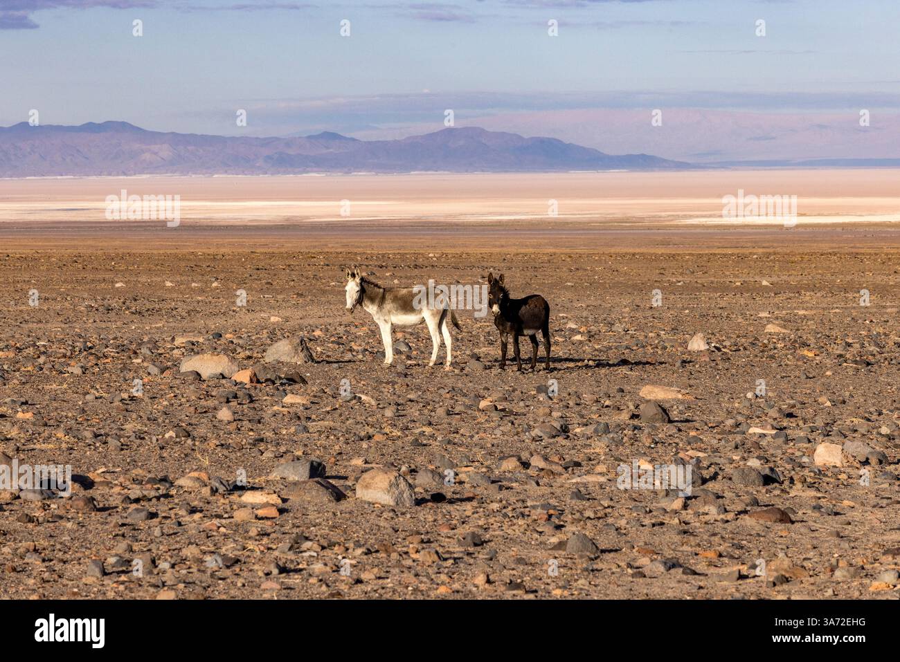 Due burros selvaggi nel paesaggio desertico Foto Stock