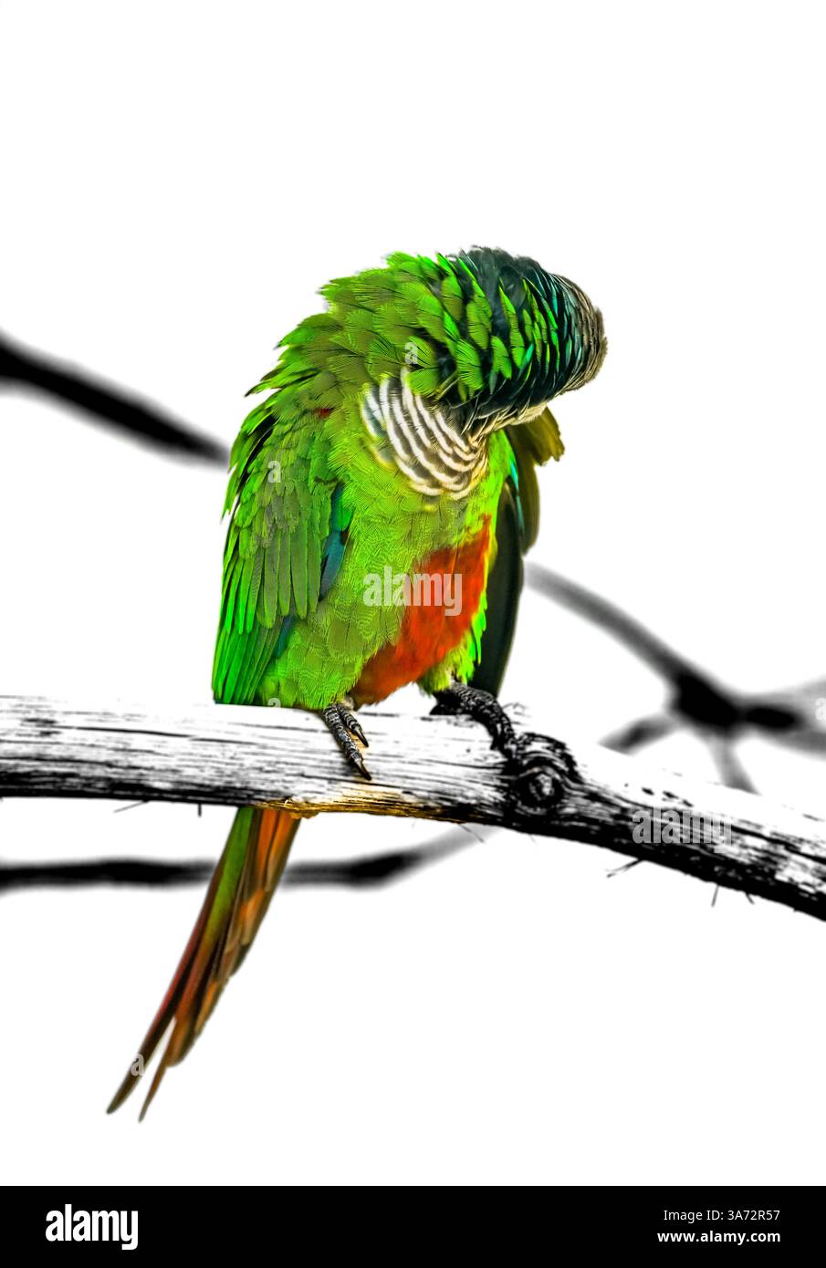 Ritratto di un parakeet dal petto grigio. Uccello con piumaggio colorato primo piano. Pyrrhura griseipectus. Foto Stock