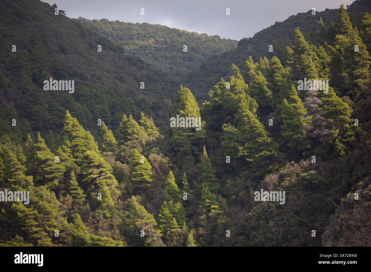 Alti pini vicino alle montagne del parco. fitte foreste di cedri. Foto Stock