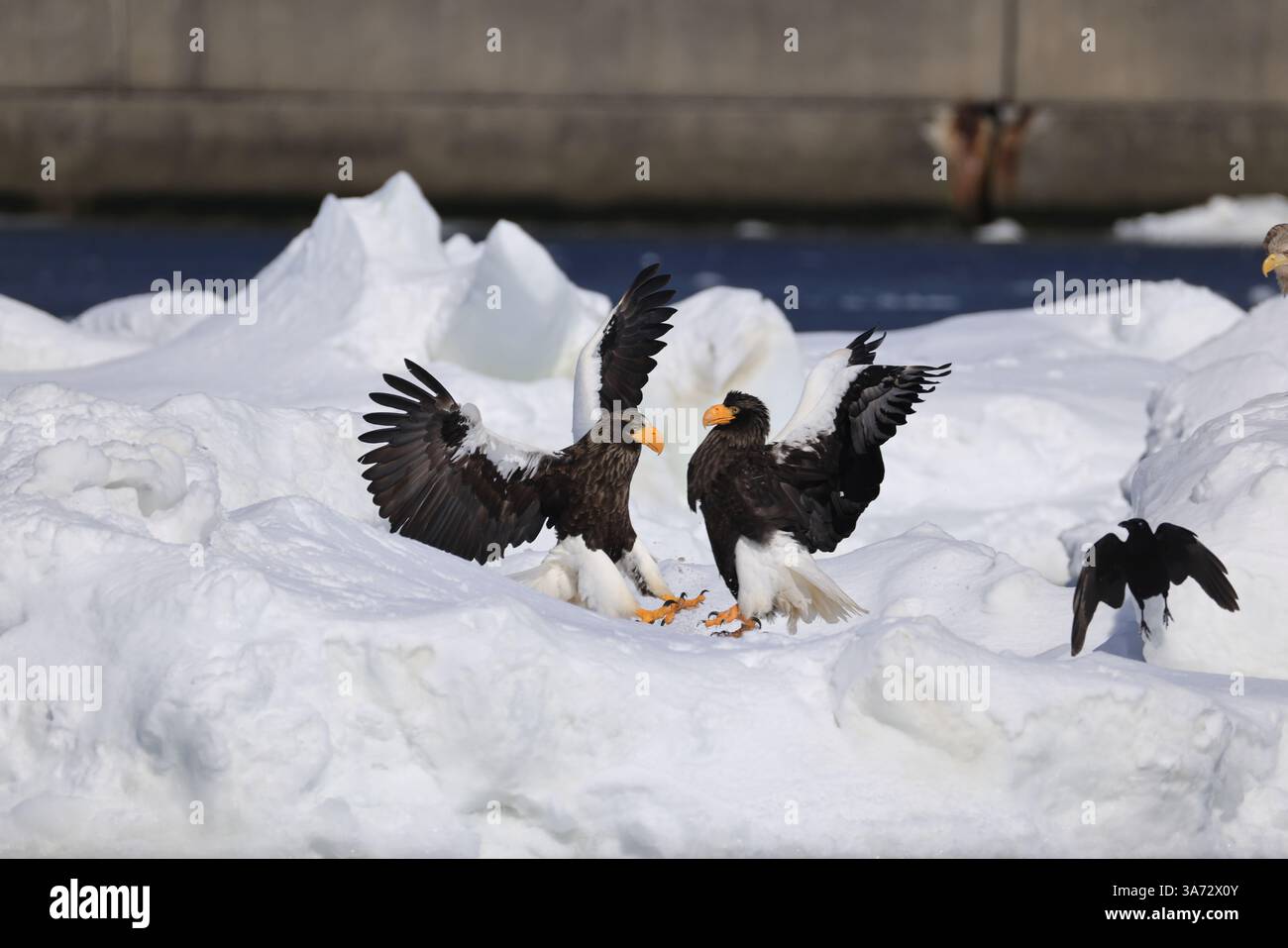 L'aquila di mare di Steller (Haliaeetus pelagicus), nota anche come aquila di mare del Pacifico o aquila dalle spalle bianche Foto Stock