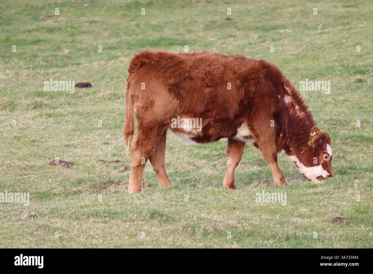La contea di Mayo, come gran parte dell'Irlanda rurale, è nota per l'allevamento di bovini, con la produzione di carne bovina che rappresenta una parte significativa dell'industria agricola. Foto Stock