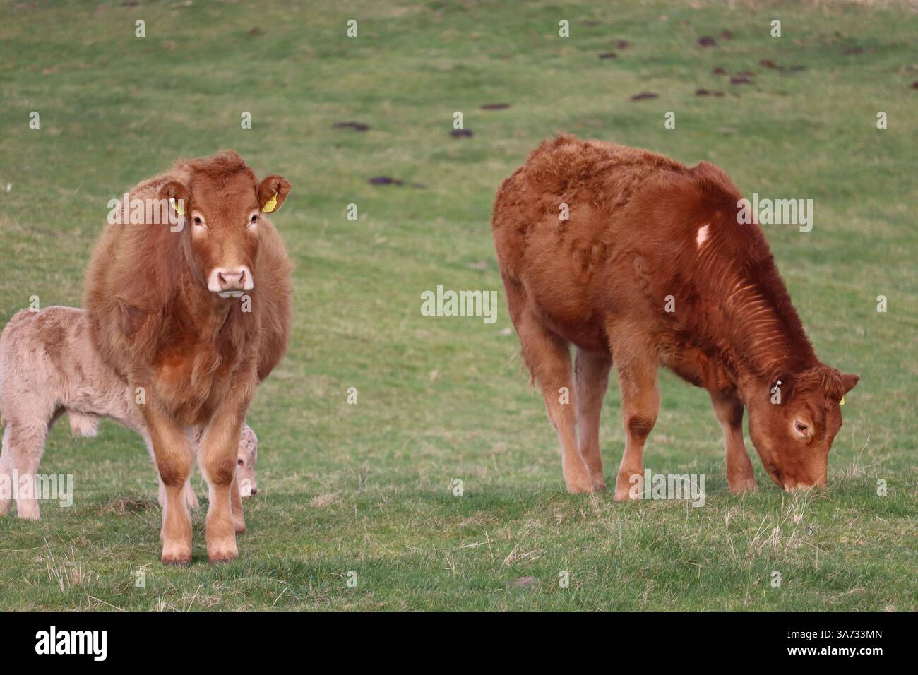 La contea di Mayo, come gran parte dell'Irlanda rurale, è nota per l'allevamento di bovini, con la produzione di carne bovina che rappresenta una parte significativa dell'industria agricola. Foto Stock