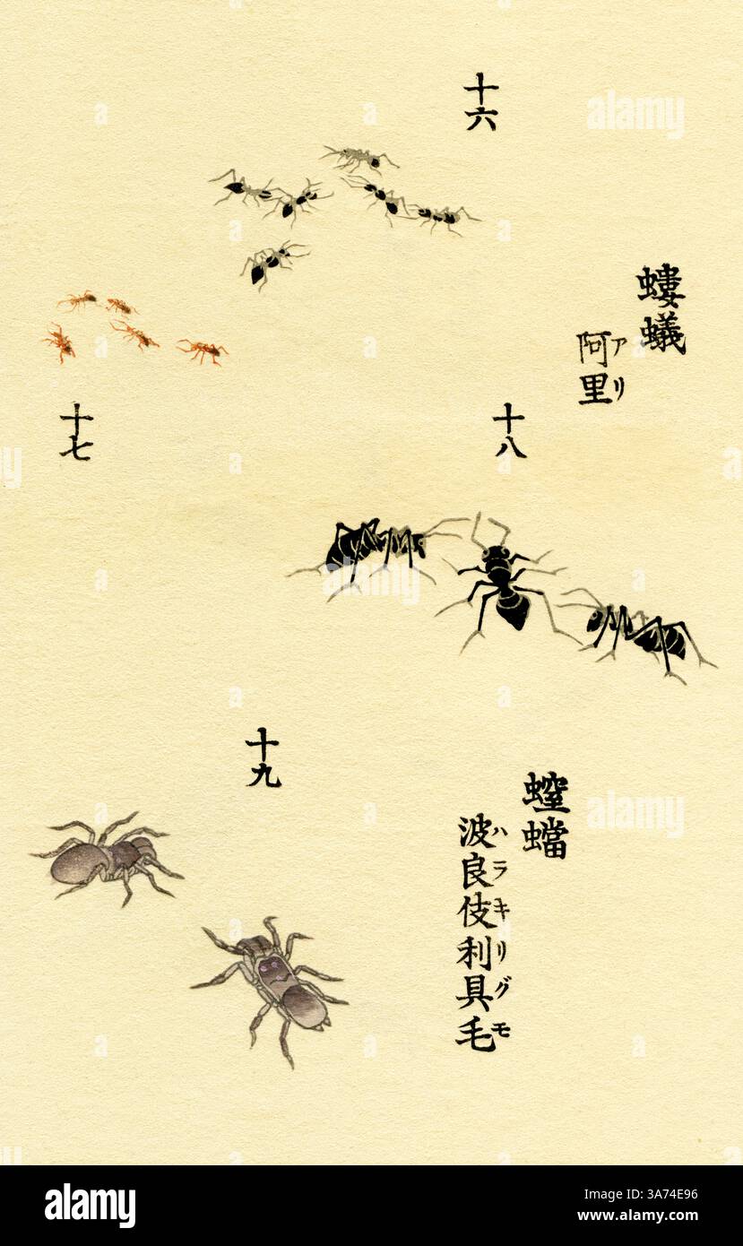 Lasinus Fullginosus (formica nera)/Leptothorax muscorum (formica sottile)/Camponotus ligniperda (formica carpentiere marrone-nera)/Atypus (ragni Purseweb) Foto Stock