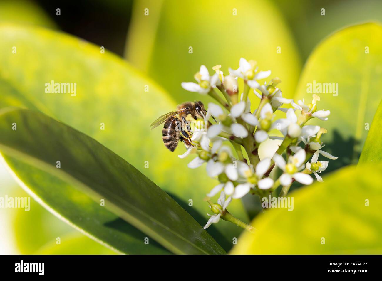 Primo piano di un'ape che raccoglie polline in primavera Foto Stock