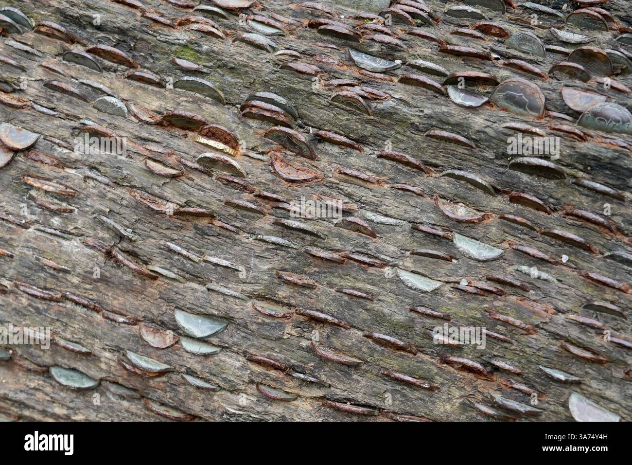 Immagine ravvicinata di vecchie monete martellate in un tronco d'albero caduto. Foto Stock