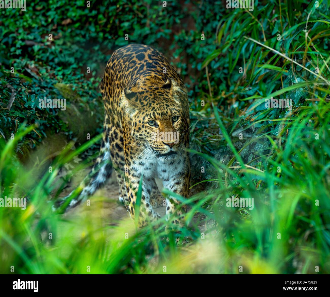 Attento Leopard cerca prede Foto Stock