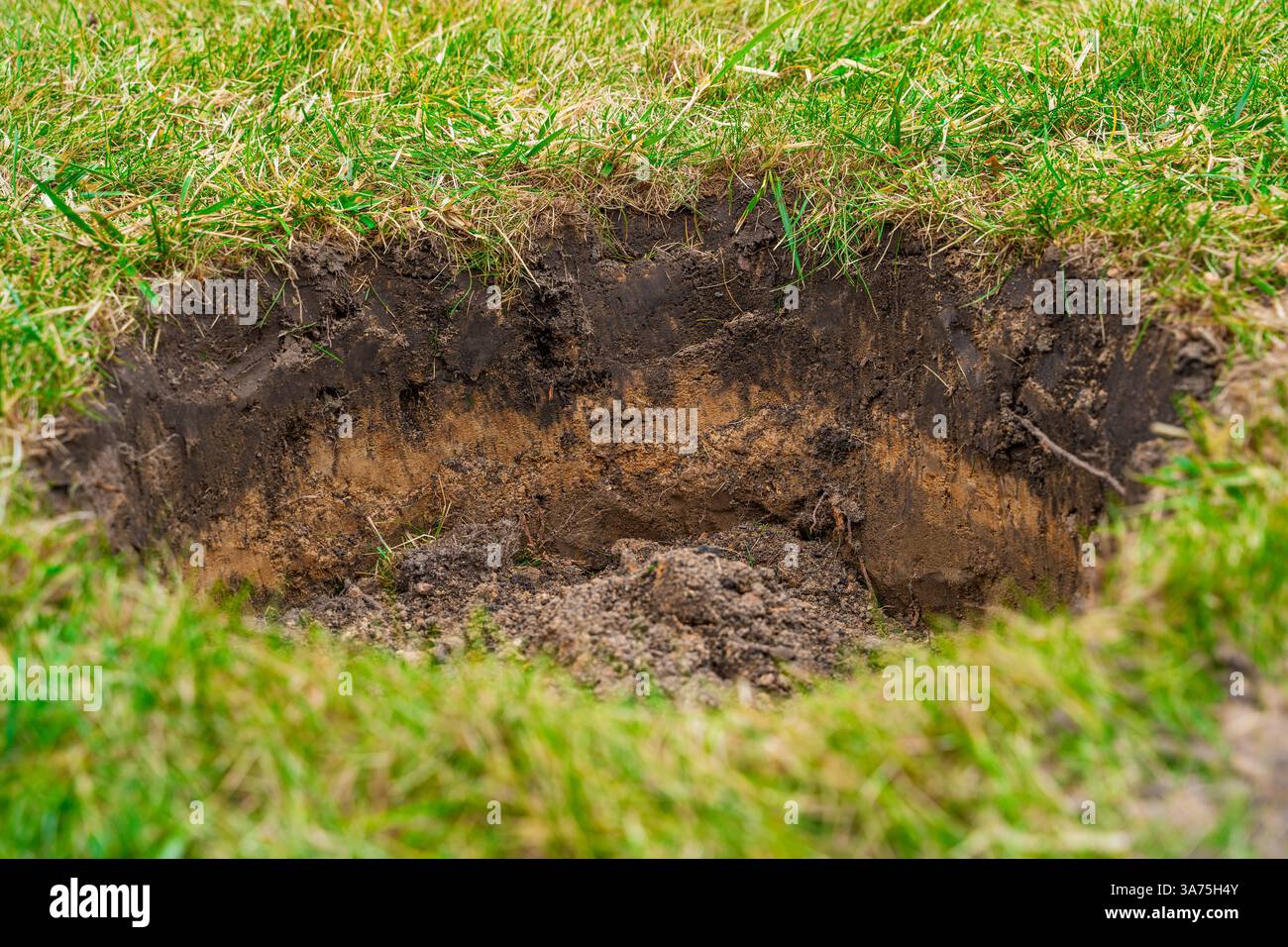 Nel prato viene realizzato un foro per piantare un albero. Foto Stock