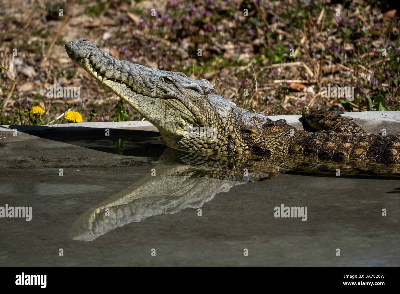 Tranquillo alligatore - riflesso nella piscina dello zoo Foto Stock