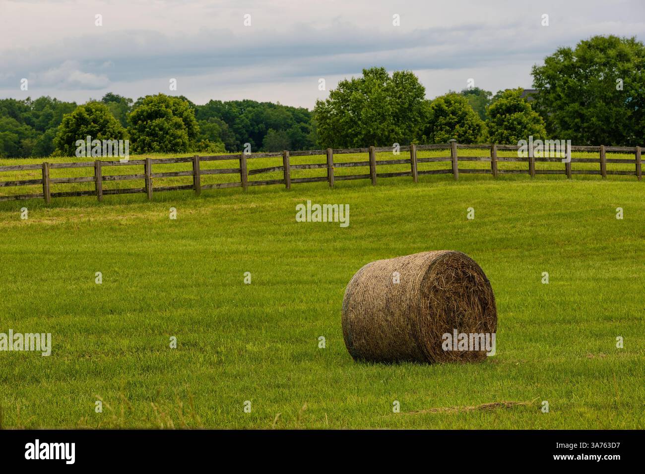 La cauzione di erba si trova in un campo agricolo di fronte a una recinzione di legno con alberi sullo sfondo sotto il cielo nuvoloso nel Tennessee rurale, Stati Uniti Foto Stock