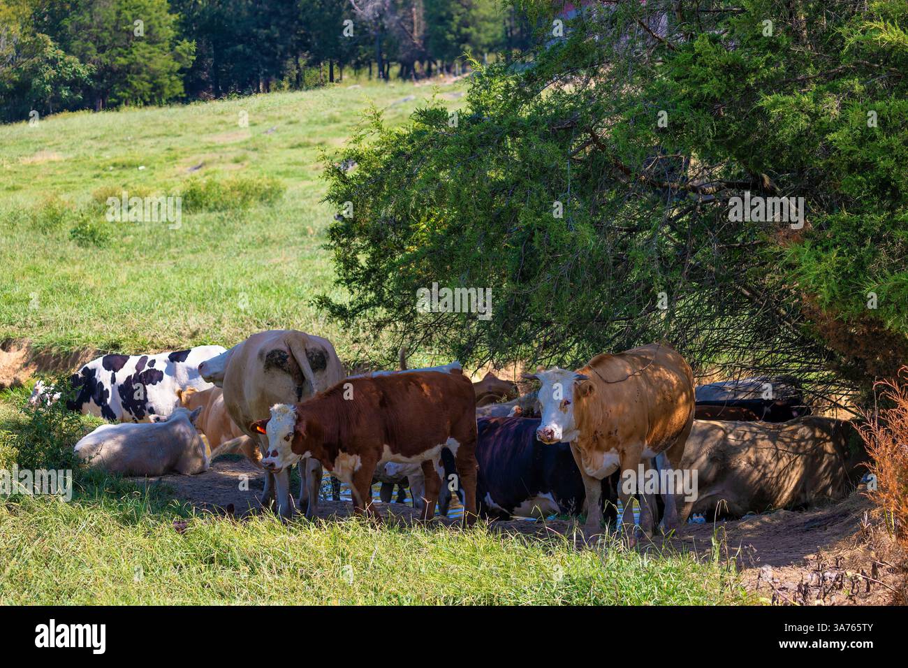I bovini cercano ombra sotto un albero mentre si rinfrescano in un piccolo torrente nel Tennessee rurale, Stati Uniti Foto Stock