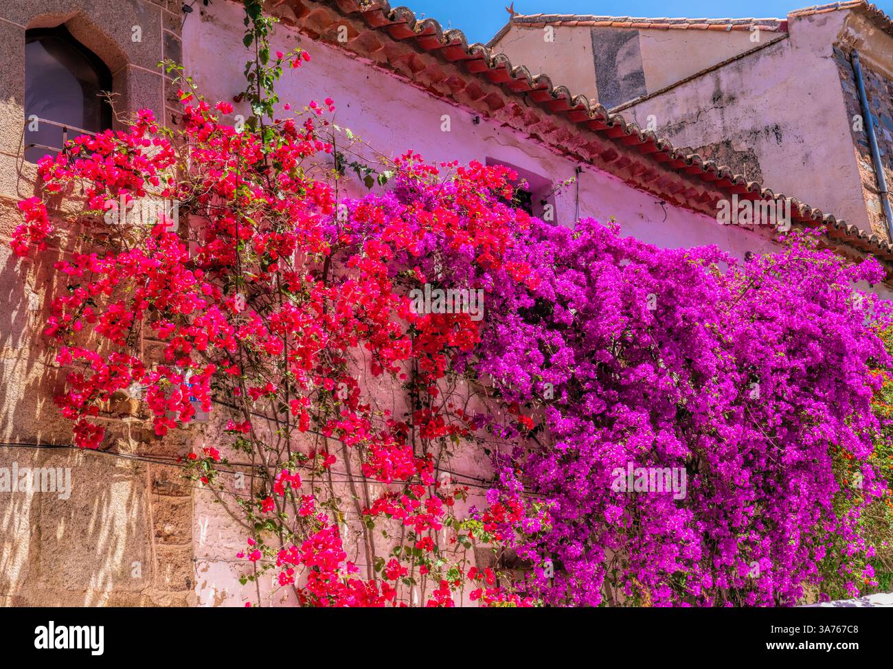 Fiori di bouganville viola e rosso mura della città vecchia Caceres Spagna Foto Stock