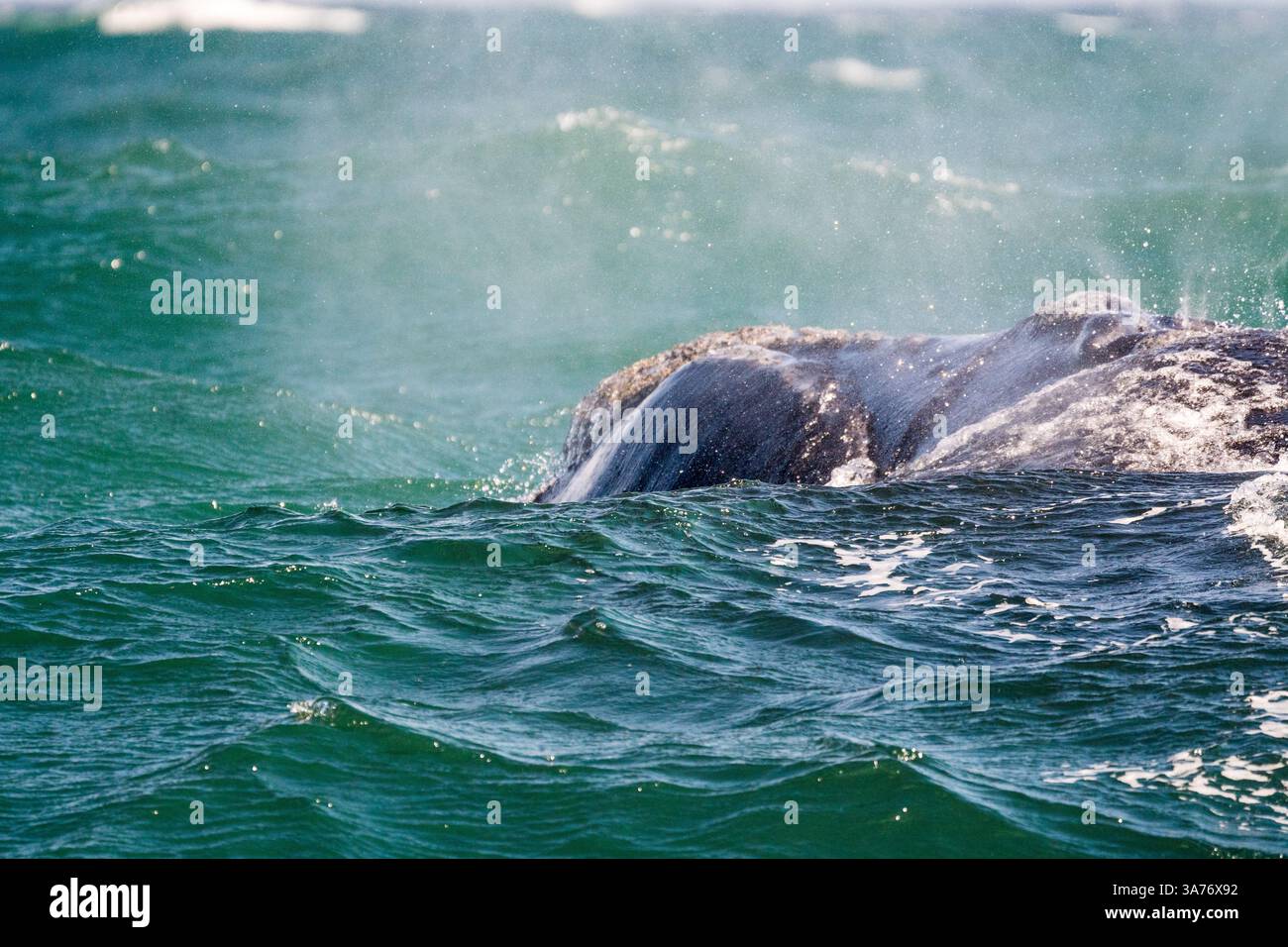Balena destra meridionale (Eubalaena australis) da vicino, testa mentre soffia l'acqua fuori dal suo buco di soffiaggio a Hermanus, Sud Africa Foto Stock Balena destra meridionale (Eubalaena australis) da vicino, testa mentre soffia l'acqua fuori dal suo buco di soffiaggio a Hermanus, Sud Africa Foto Stock