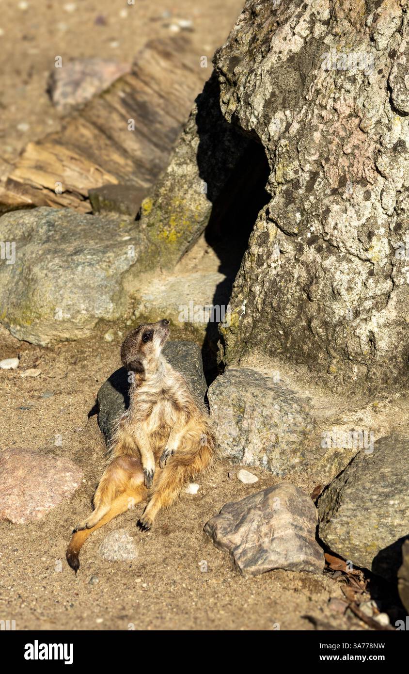 Un rilassante meerkat che prende il sole sulla schiena in un recinto di sabbia, godendosi la calda luce. Adorabile momento della fauna selvatica. Foto Stock