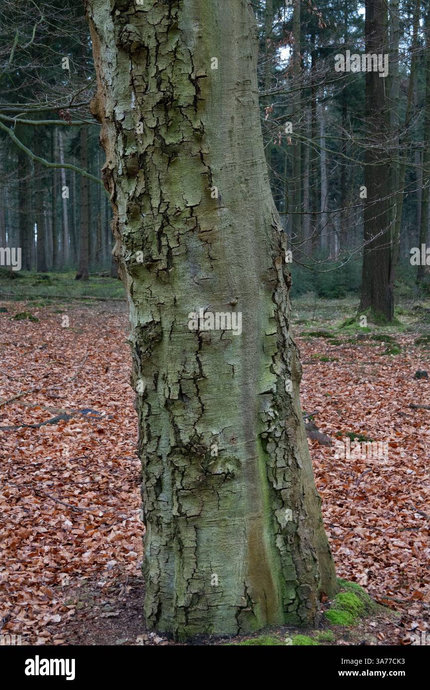 Malattia della corteccia di faggio, causata da un insetto e un fungo Foto Stock