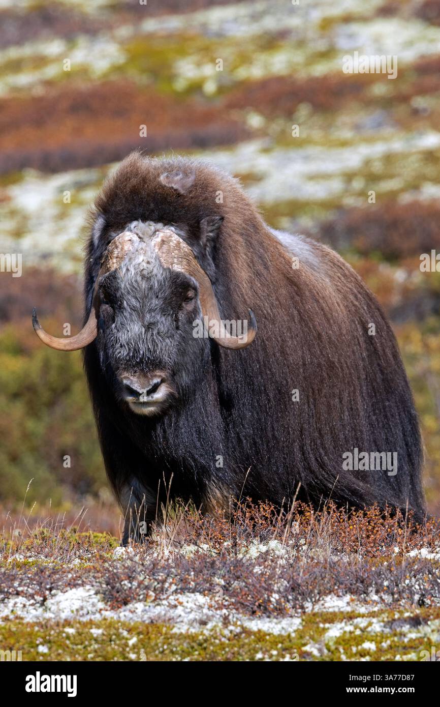 Muskox (Ovibos moschatus) toro solitario / maschio foraggiamento sulla tundra in autunno / autunno, Parco nazionale Dovrefjell–Sunndalsfjella, Norvegia Foto Stock