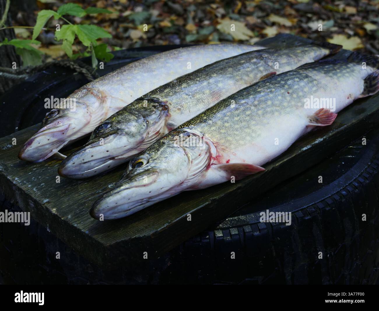 Tre grandi picche appena catturate, natura morta Foto Stock