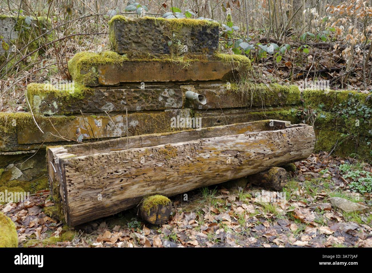 Fontana nostalgica nella valle di Arzbach, Arzbach, Michelfeld, Haller Forst, Lembergwald, foresta, parco naturale della foresta sveva-Franconica, Hohenloh Foto Stock