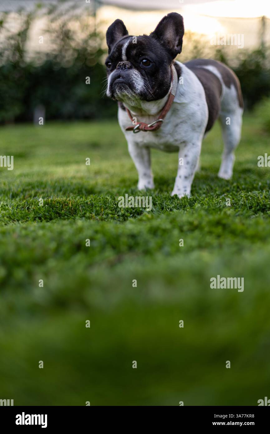Un adorabile Bulldog francese in piedi su erba fresca in un giardino illuminato dal sole che crea un'atmosfera serena e tranquilla, che mostra la bellezza naturale e il cha Foto Stock
