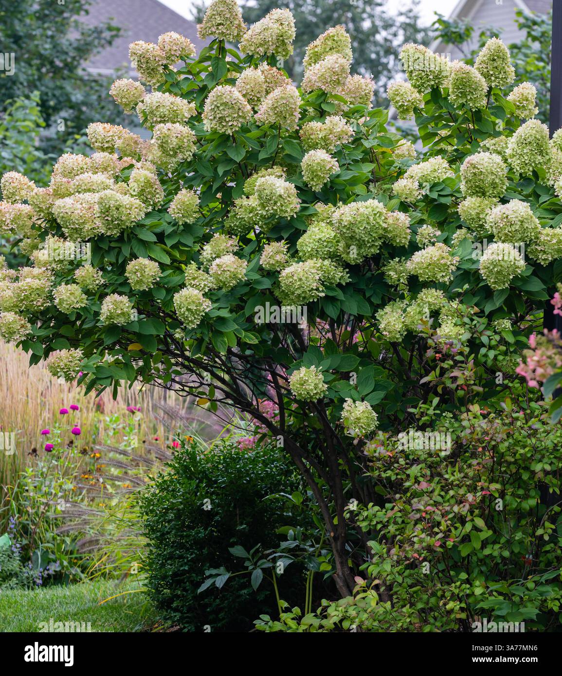Una splendida e suggestiva vegetazione ortensie che fissa l'angolo di questa casa suburbana in piena fioritura a fine estate. Foto Stock