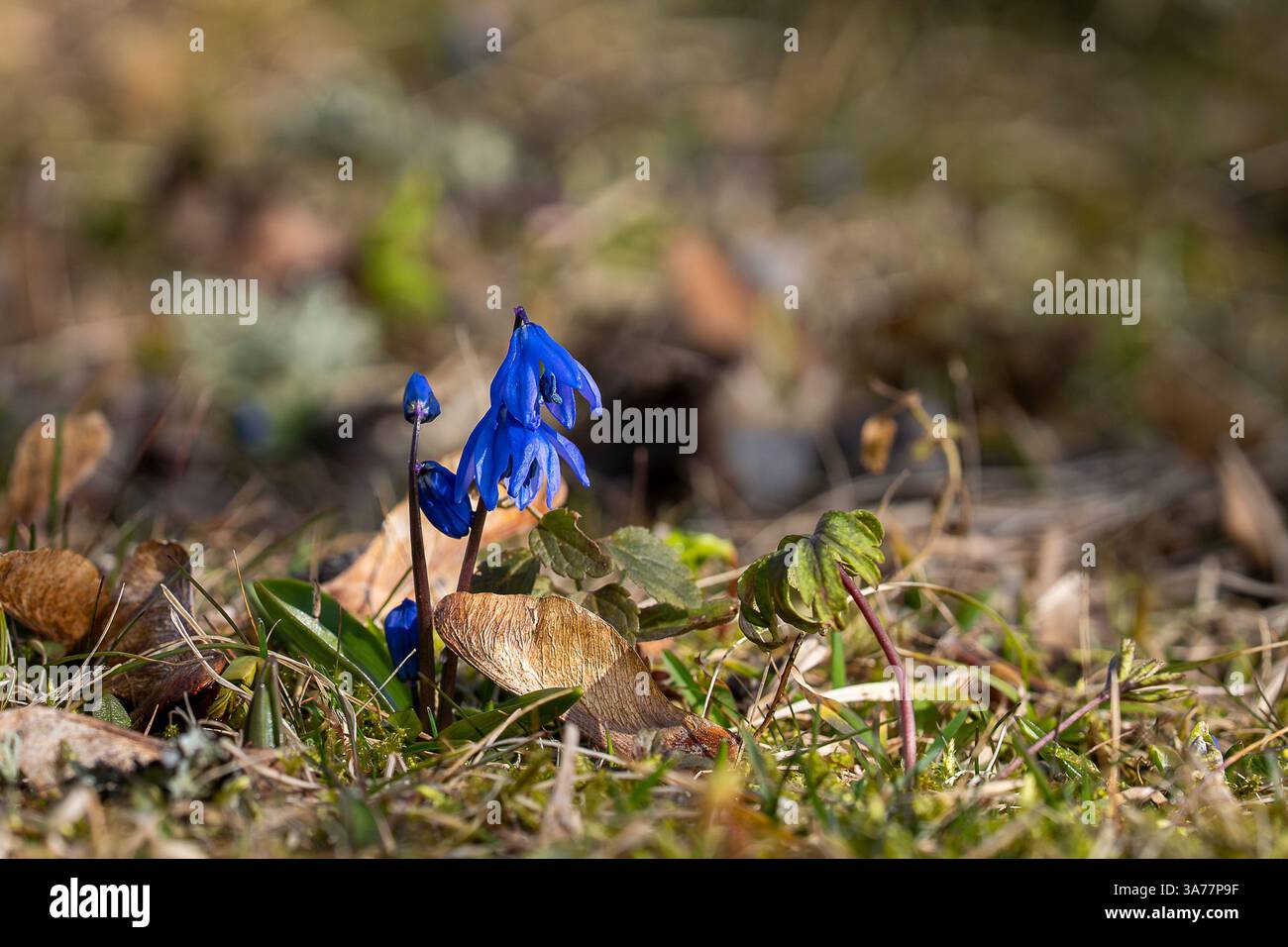 Fiori blu squill siberiano (Scilla siberica). Pianta del prato con fiori blu nell'erba. Sfondo floreale primaverile. Foto Stock