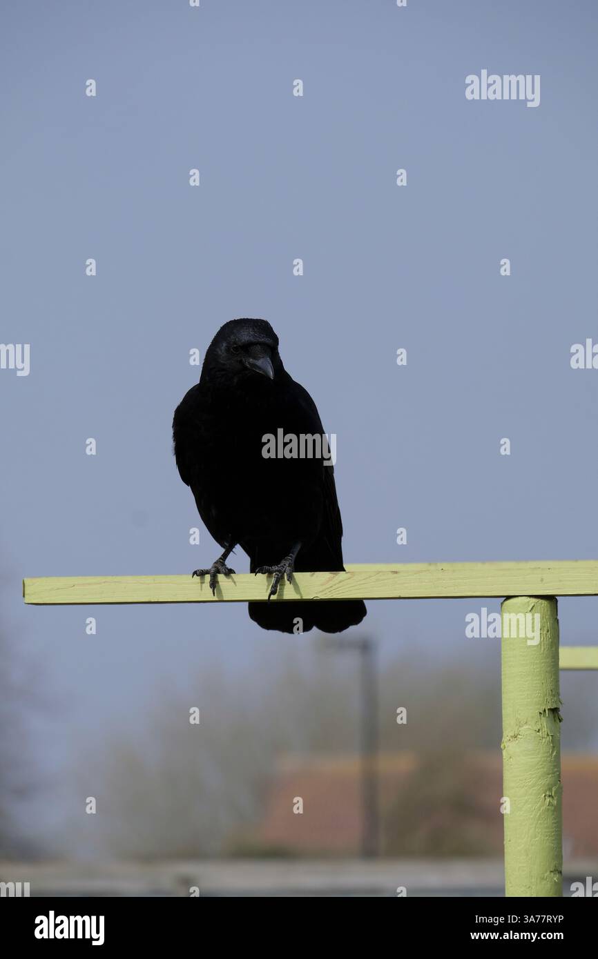 Un Carrion Crow adulto singolo arroccato in cima al pergolato verde Foto Stock