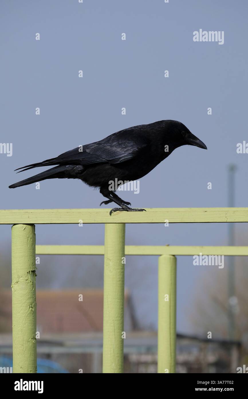 Un Carrion Crow adulto singolo arroccato in cima al pergolato verde Foto Stock