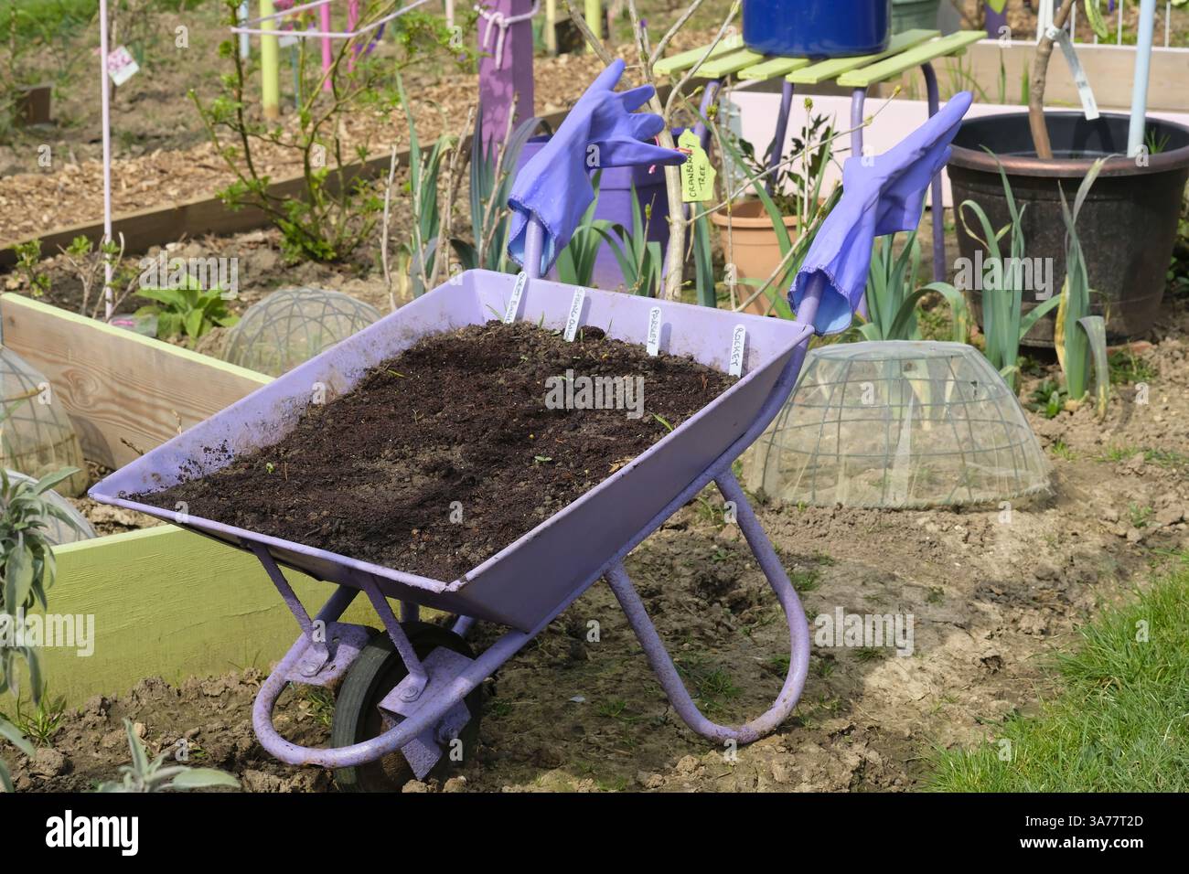 Carriola in metallo viola rialzata decorata con guanti in gomma viola sulle impugnature e utilizzata per coltivare varie erbe Foto Stock