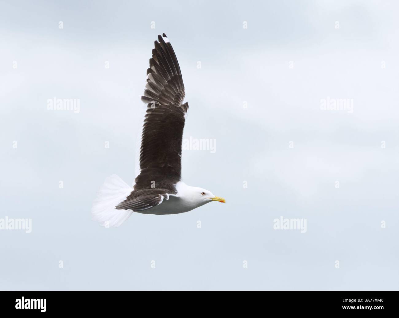 Il gabbiano con dorso nero minore (Larus fuscus) vola nel cielo in estate. Foto Stock