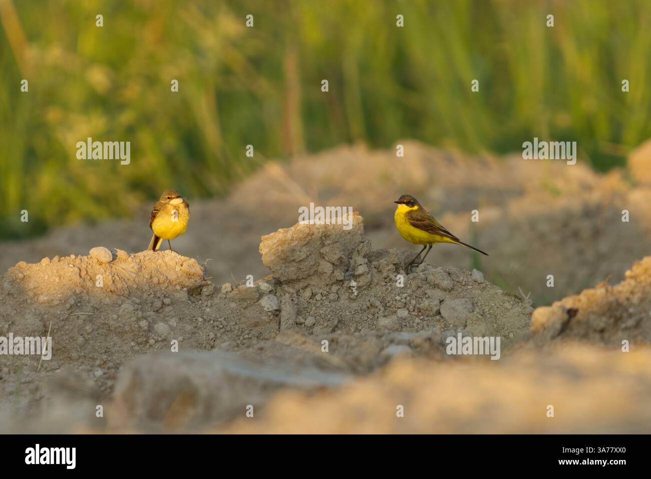 D'estate, la coda di cavallo giallo occidentale (Motacilla flava) si abbina sul campo. Foto Stock