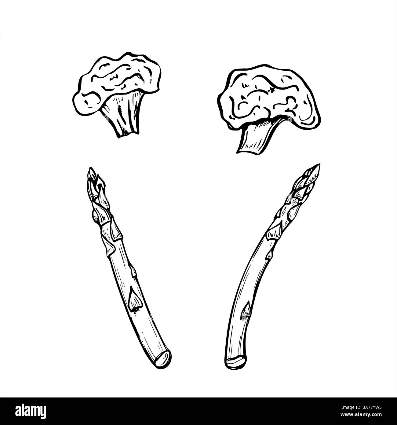 Mazzetto di cavolfiore fresco e fiori di broccoli verdure, set di asparagi illustrazione vettoriale dipinta con inchiostri neri. Verdure fresche tritate Illustrazione Vettoriale