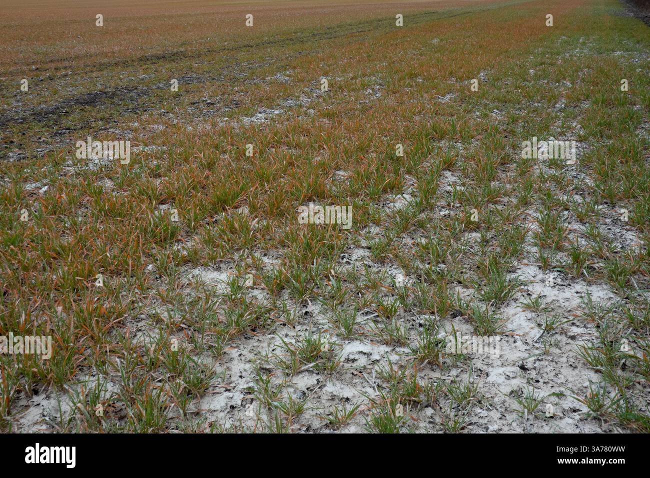 Chimica in agricoltura, calce aggiunta a un campo con grano invernale, ucciso spruzzando glifosato Foto Stock