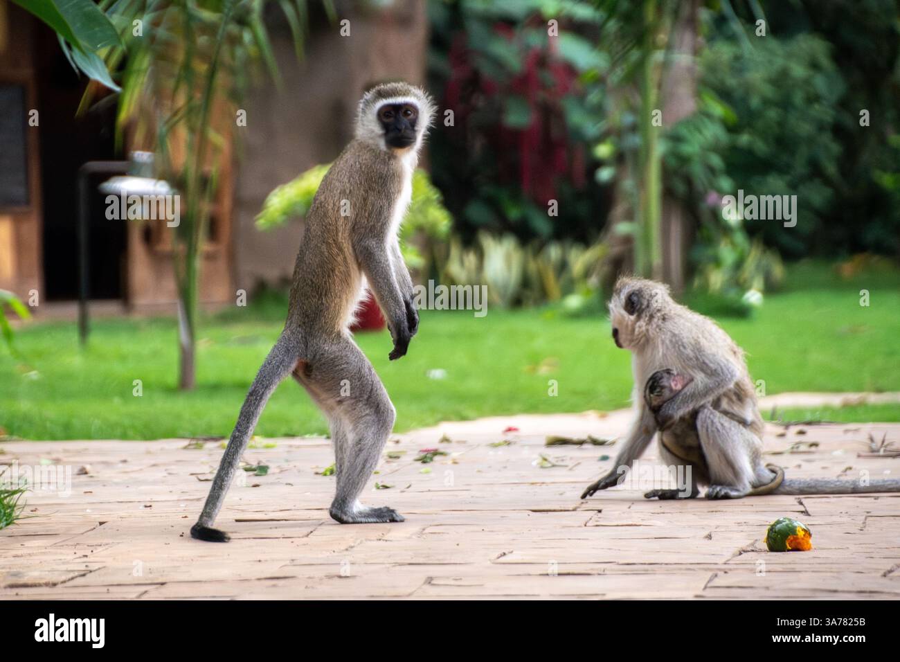 Coppia di scimmie vervet (Chlorocebus pygerythrus) sul marciapiede ad Arusha , Tanzania Foto Stock