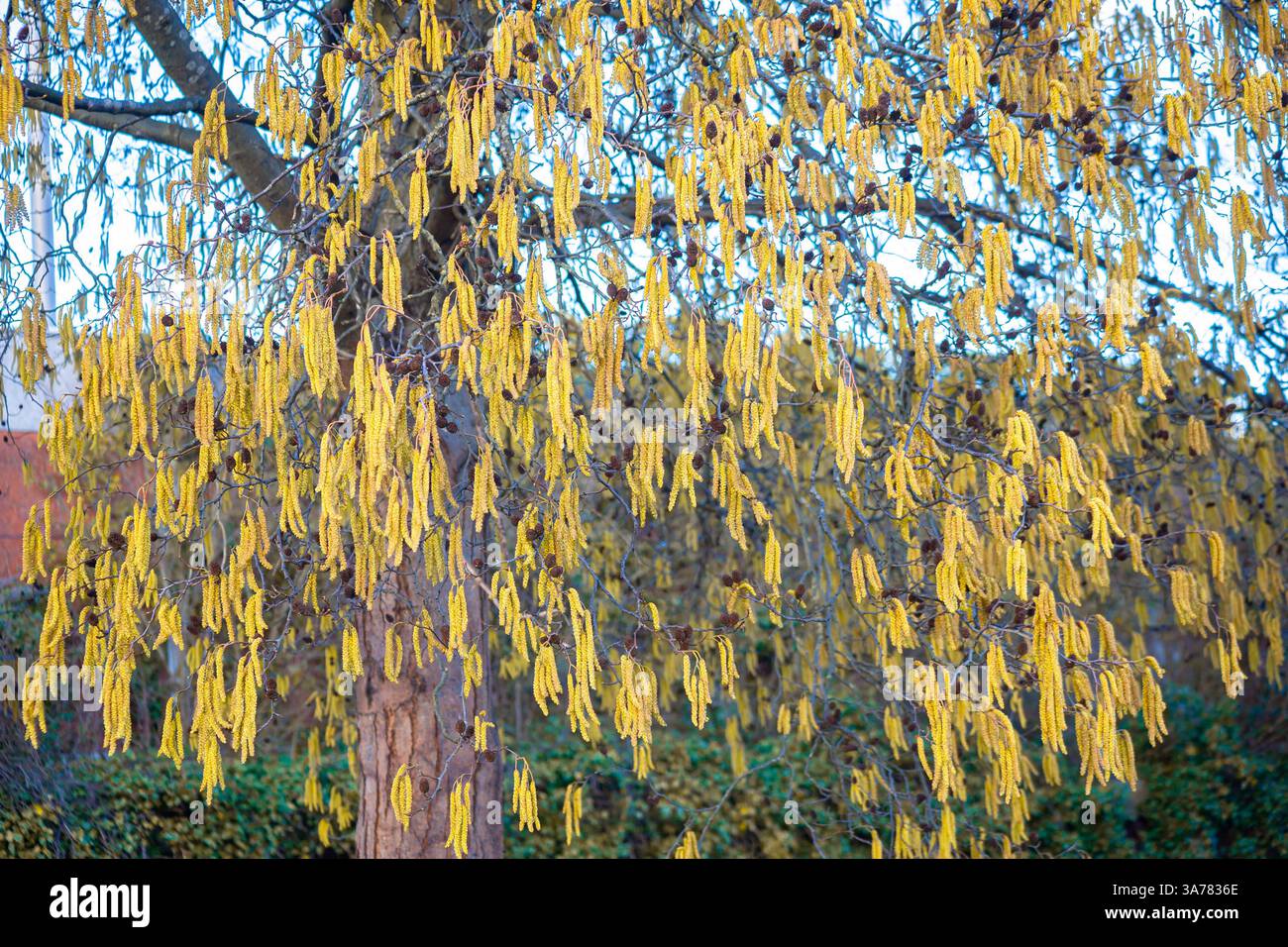 Nocciola comune (Corylus avellana) con gatti gialli in primavera. Foto Stock
