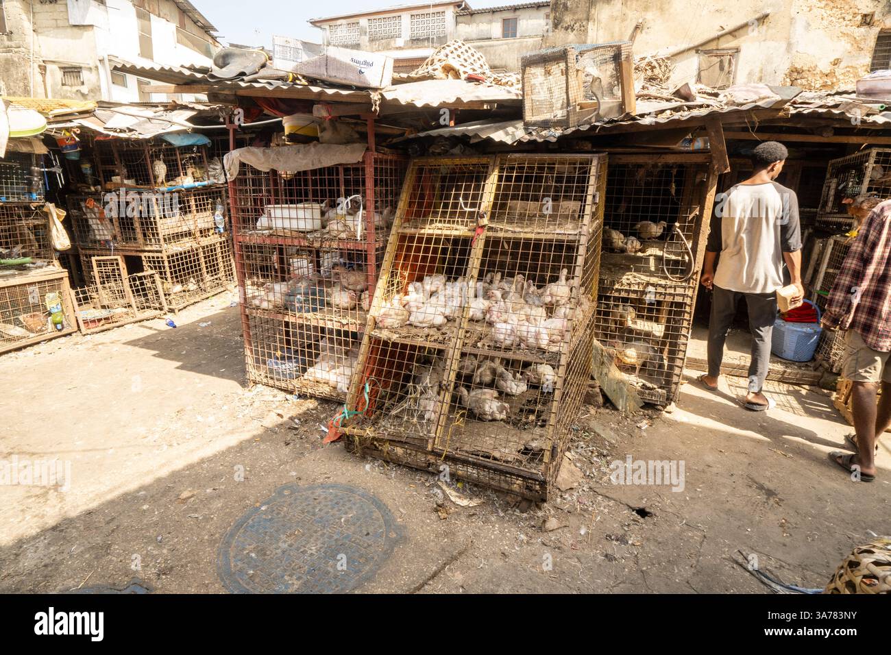 Pollame vivo in un mercato locale. Zanzibar, Tanzania Foto Stock