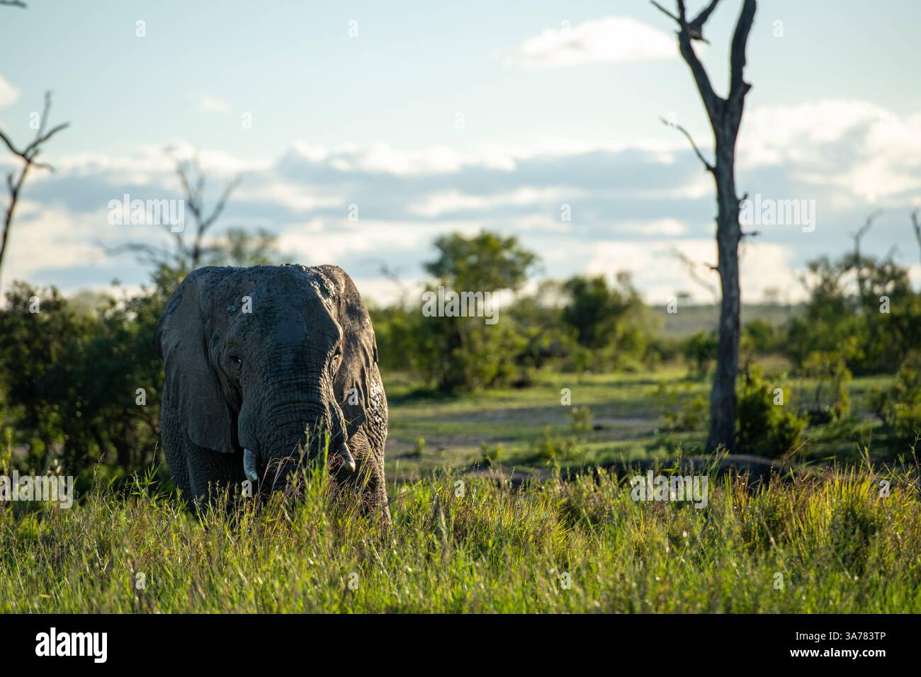 Elefante, Loxodonta africana, colpo a livello di occhio. Foto Stock
