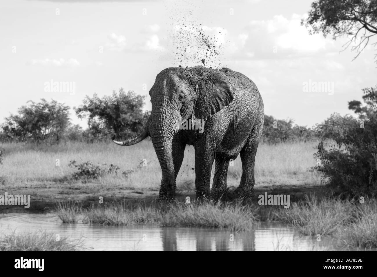 Elefante, Loxodonta africana, in piedi in un pozzo d'acqua, in bianco e nero. Foto Stock