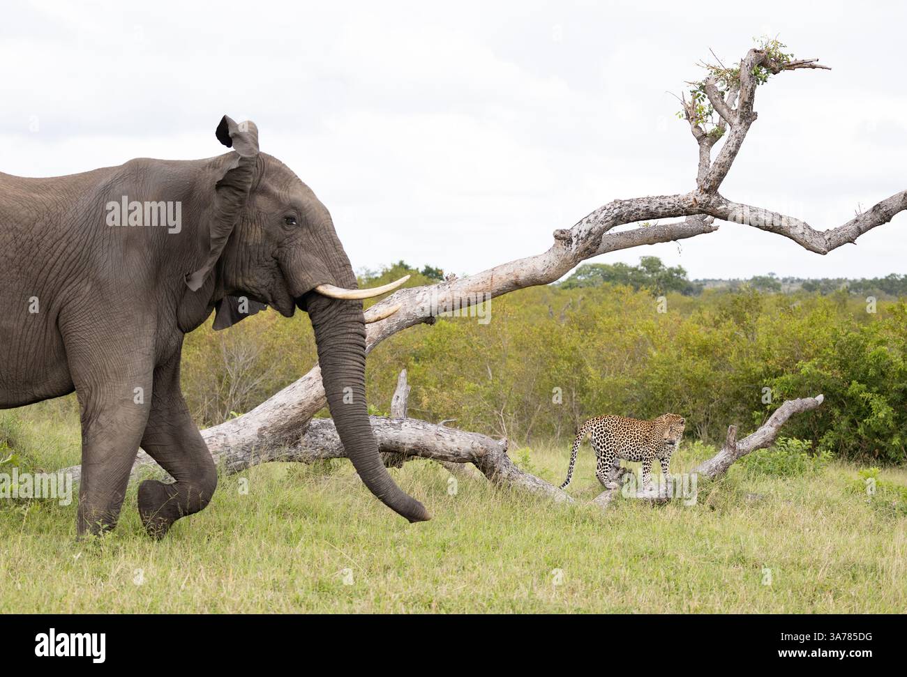 Elefante, Loxodonta africana, che sta caricando un leopardo. Foto Stock