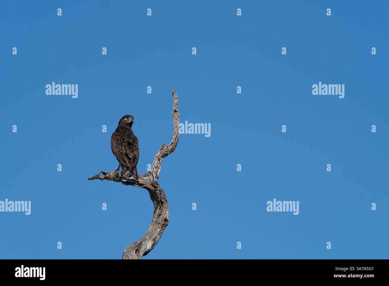 Aquila di serpente marrone, Circaetus cinereus, aquila di serpente marrone arroccata su un albero. Foto Stock
