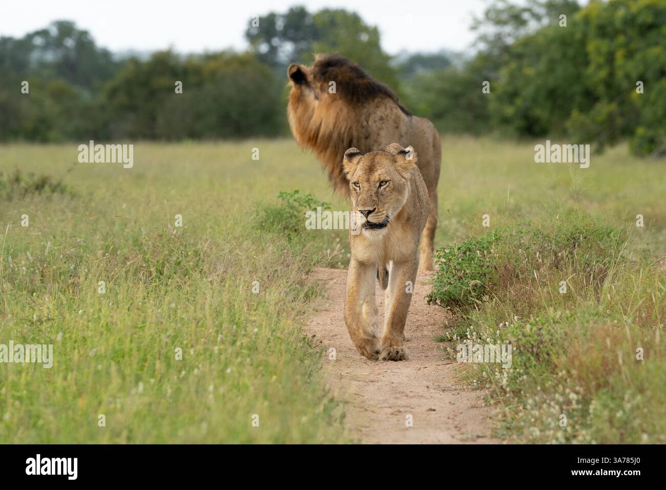 Leone, Panthera leo, un maschio e una leonessa camminano attraverso il cespuglio. Foto Stock