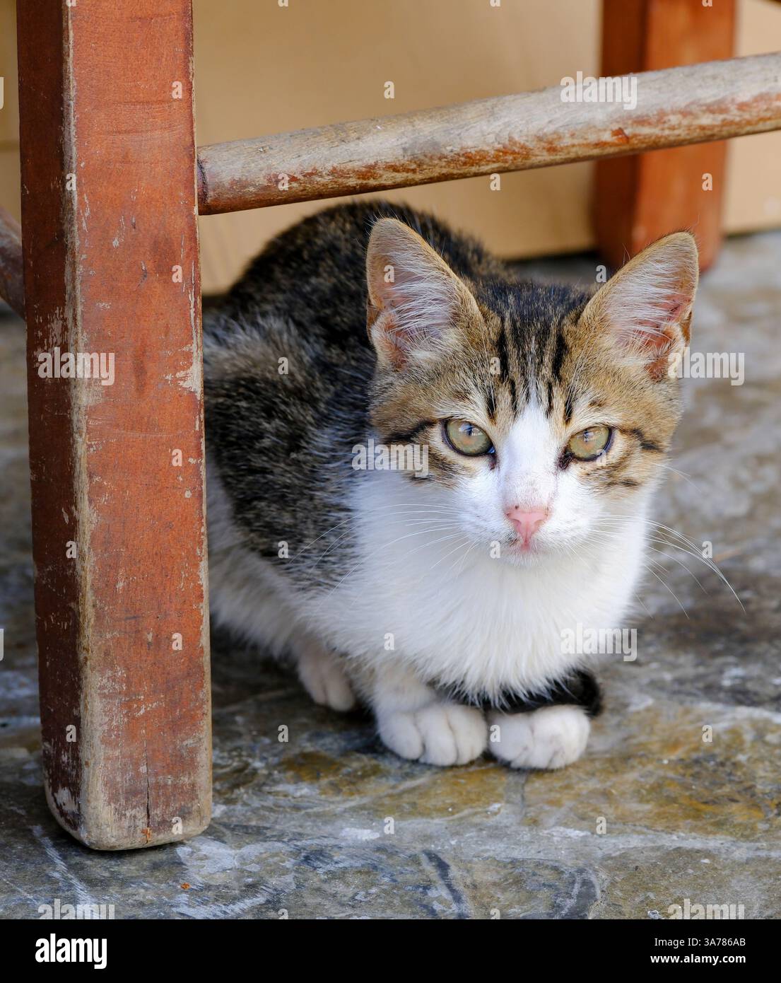 Un piccolo gattino bianco e tabby cerca rifugio e un momento di pace sotto una sedia di legno intemprata, il suo sguardo fisso sullo spettatore Foto Stock