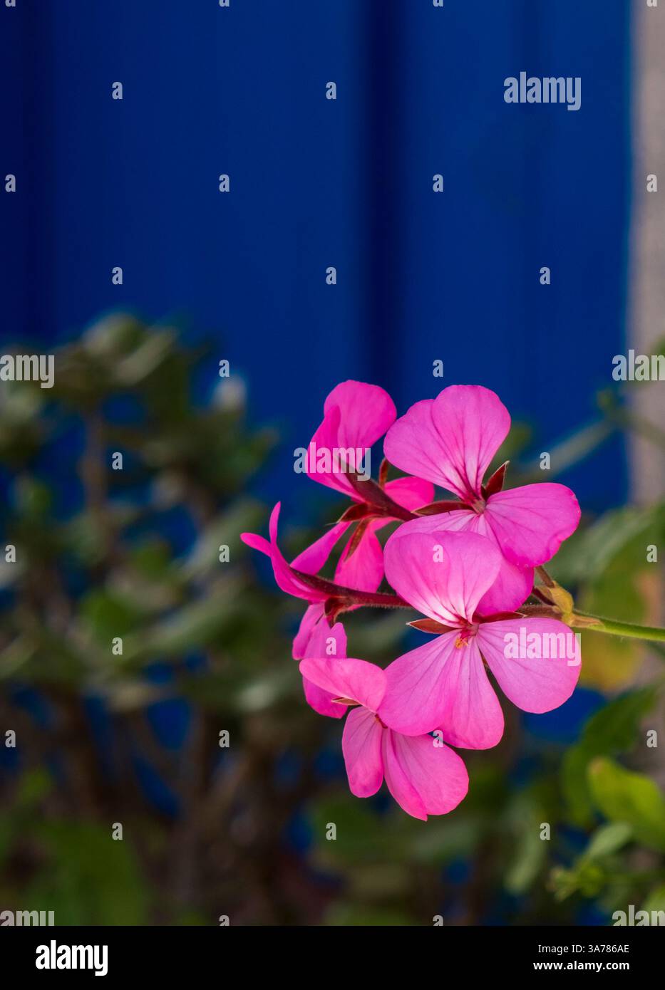 Ecco una didascalia per l'immagine: Un vivace gruppo di gerani rosa fiorisce contro un'impressionante parete blu, aggiungendo un tocco di colore e di vita alla scena. Foto Stock