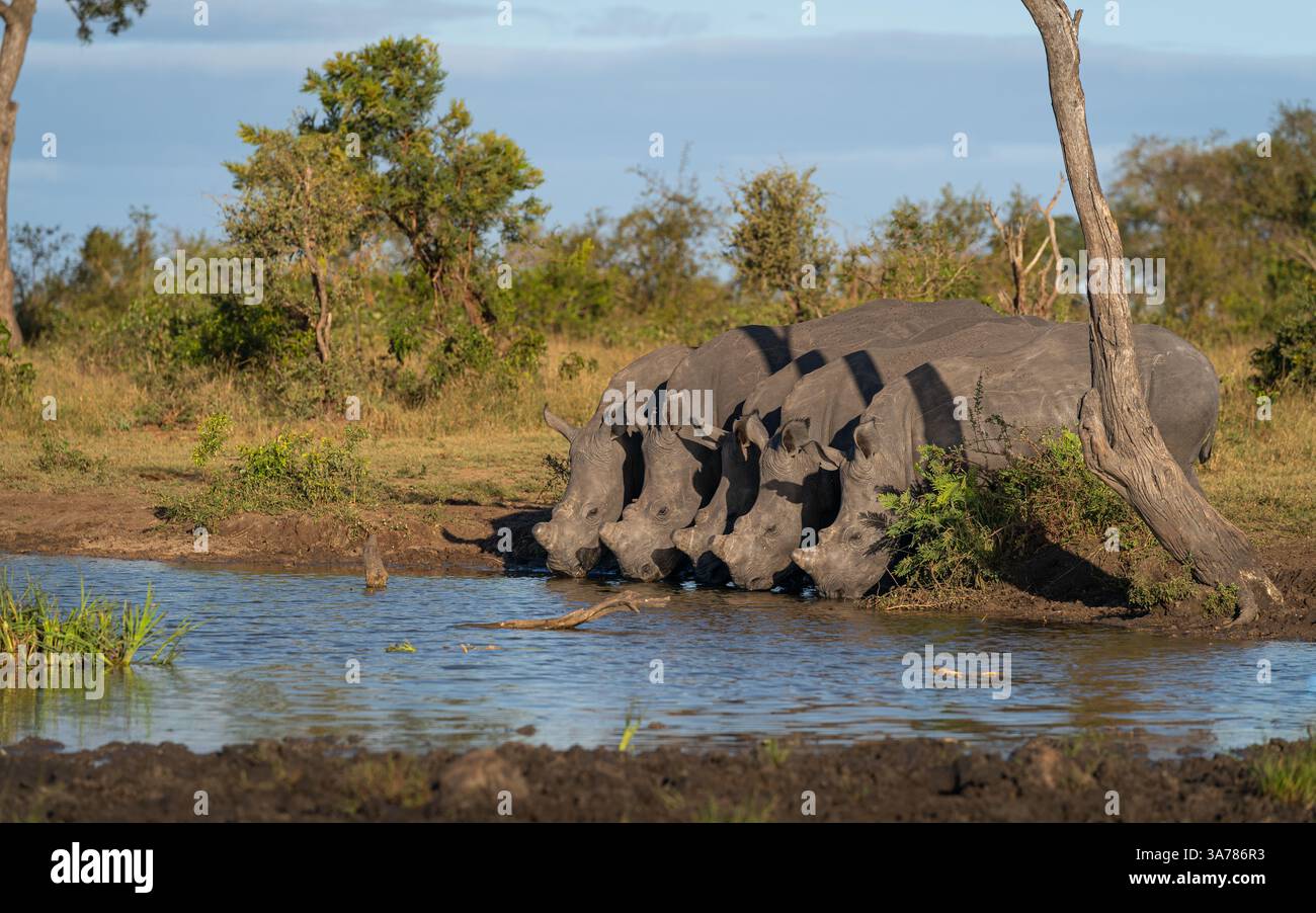 Rhino, Diceros bicornis, cinque rinoceronti neri che bevono in un pozzo d'acqua. Foto Stock